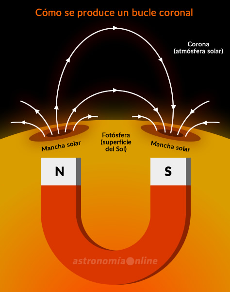 Las manchas solares suelen aparecer en pares, que poseen polaridades manéticas opuestas. Si pudiéramos enterrar un gigantesco imán de herradura bajo la superficie del Sol, produciría un campo magnético muy similar al generado por un par de manchas solares, generando los denominados bucles coronales. Se trata de estructuras que emergen de la fotósfera siguiendo las líneas del campo magnético solar, y regresan hacia la superficie solar conectando las polaridades magnéticas opuestas de dos manchas solares. Estas regiones activas llegan a tener tamaños que superan en 30 veces el diámetro de la Tierra, y desempeñan un papel fundamental en la dinámica y el calentamiento coronal.